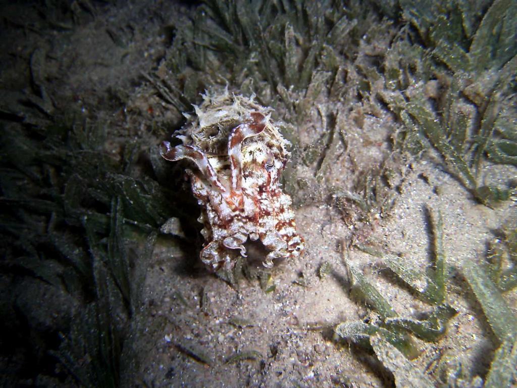 Arab Divers Dive Center And Bed & Breakfast Aqaba Esterno foto