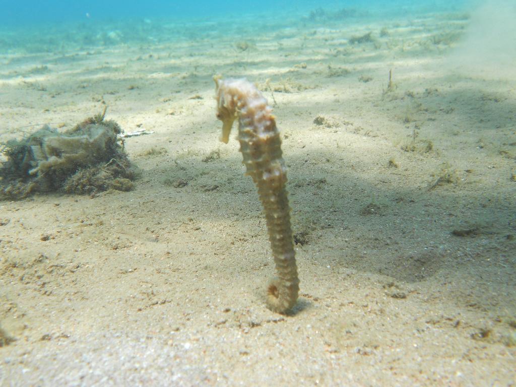 Arab Divers Dive Center And Bed & Breakfast Aqaba Esterno foto