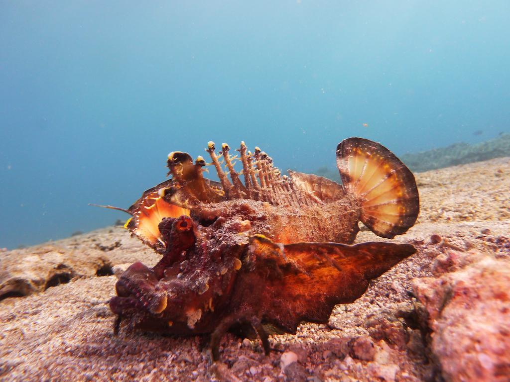 Arab Divers Dive Center And Bed & Breakfast Aqaba Esterno foto