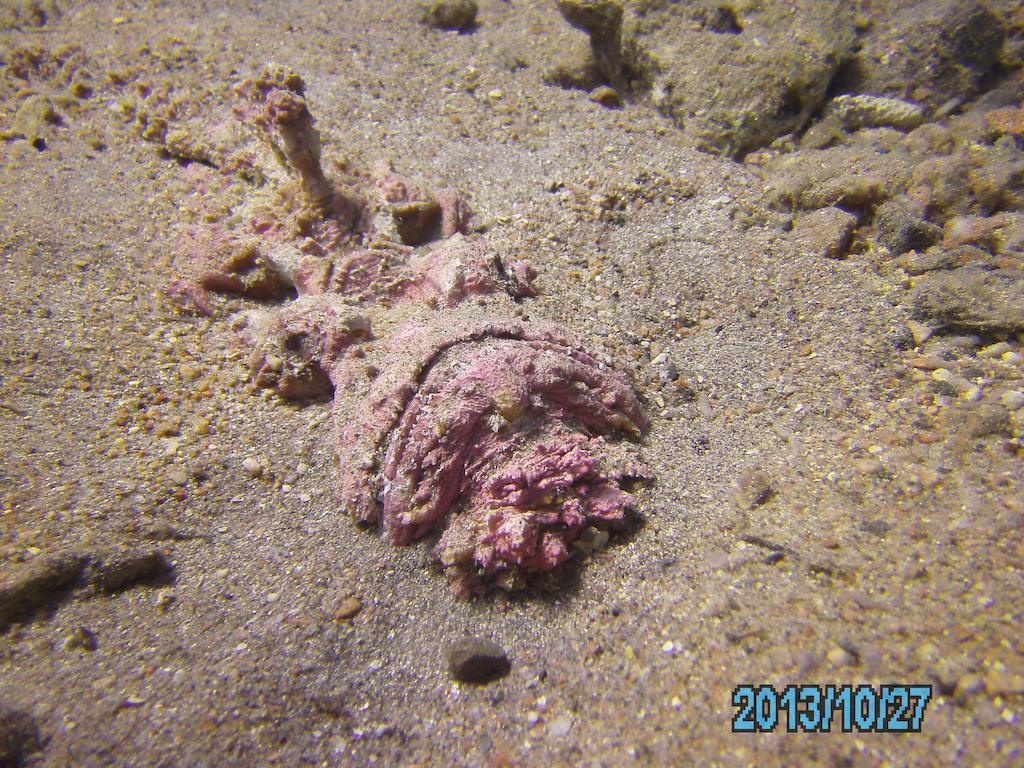 Arab Divers Dive Center And Bed & Breakfast Aqaba Esterno foto